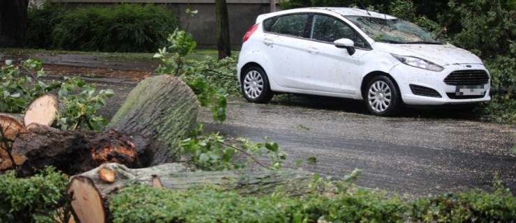 Drzewo spadło na auto osobowe na ul. Rolniczej - Zdjęcie główne