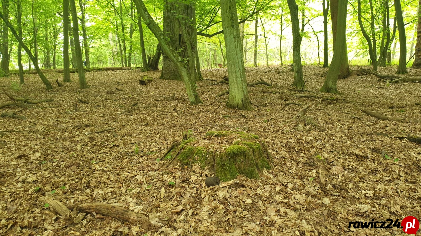Granat w lesie przy S5 - Zdjęcie główne