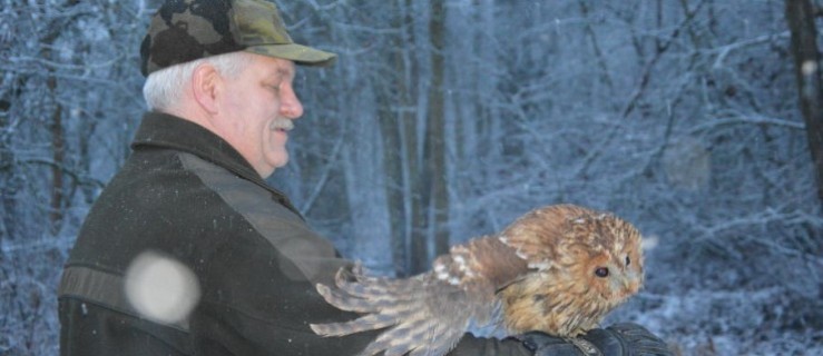 Wyleczony puszczyk wrócił do lasu - Zdjęcie główne