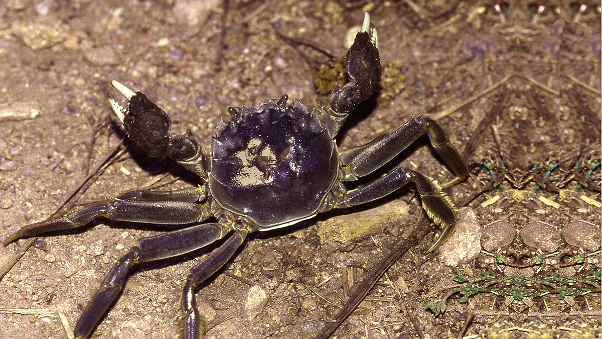 Chiński krab zagraża polskim rzekom i jeziorom - Zdjęcie główne