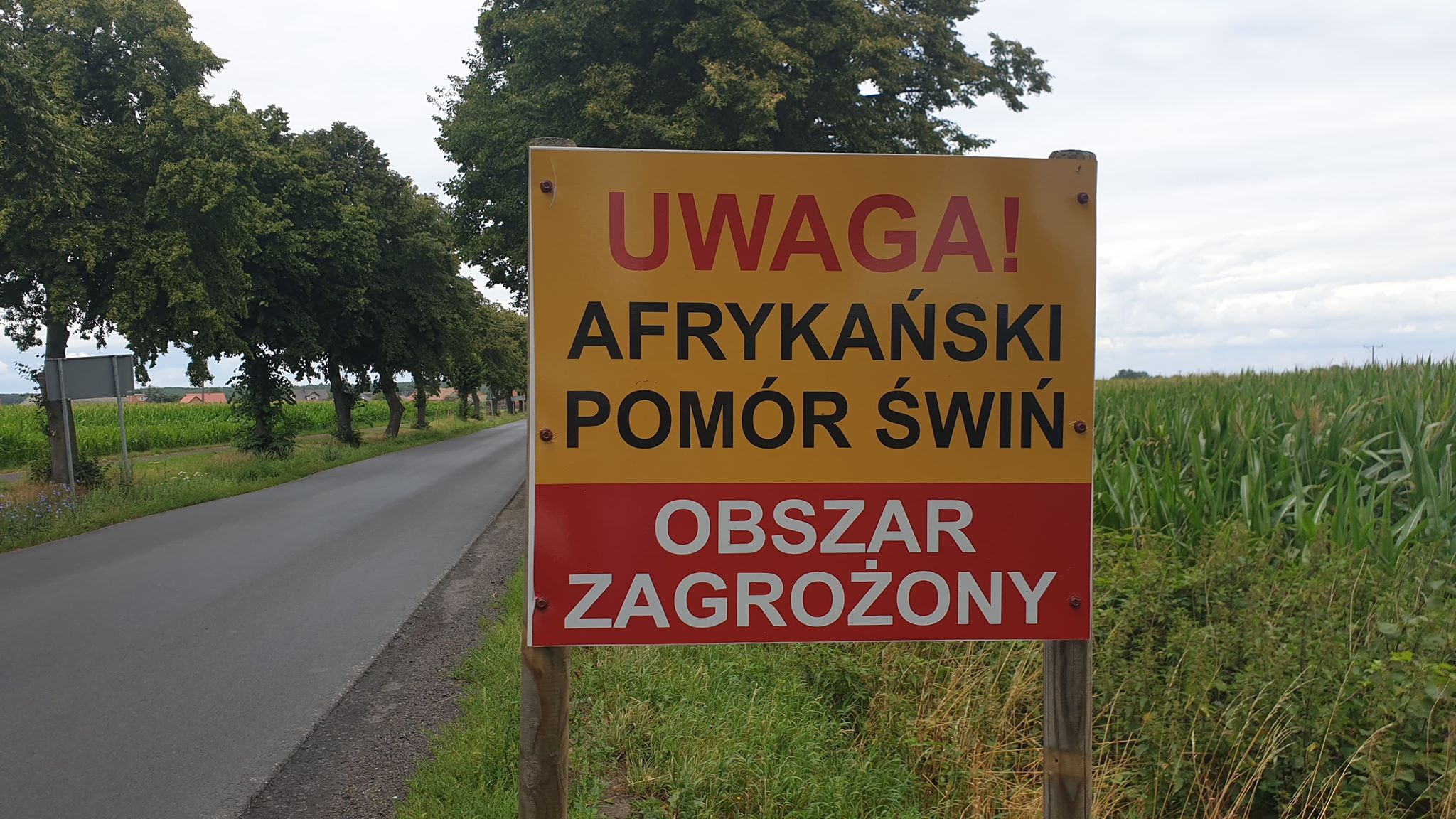 ASF w gminie Bojanowo. Jest decyzja w sprawie stad świń w Gierłachowie - Zdjęcie główne