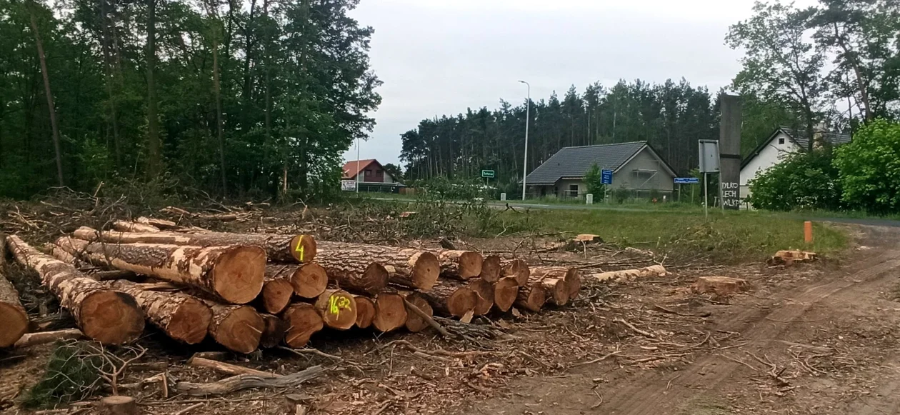 Rębnia w okolicy Załęcza