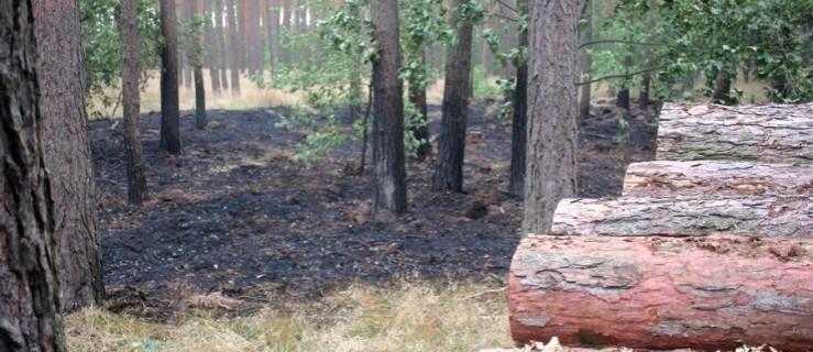 Zauważył pożar w Lesie Sarnowskim. Wezwał pomoc - Zdjęcie główne