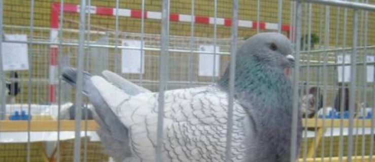 Wystawa gołębi w Zielonej Wsi - Zdjęcie główne