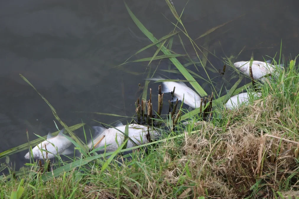 Martwe ryby w zbiorniku Balaton w Miejskiej Górce. Prezes dementuje plotki [ZDJĘCIA] - Zdjęcie główne