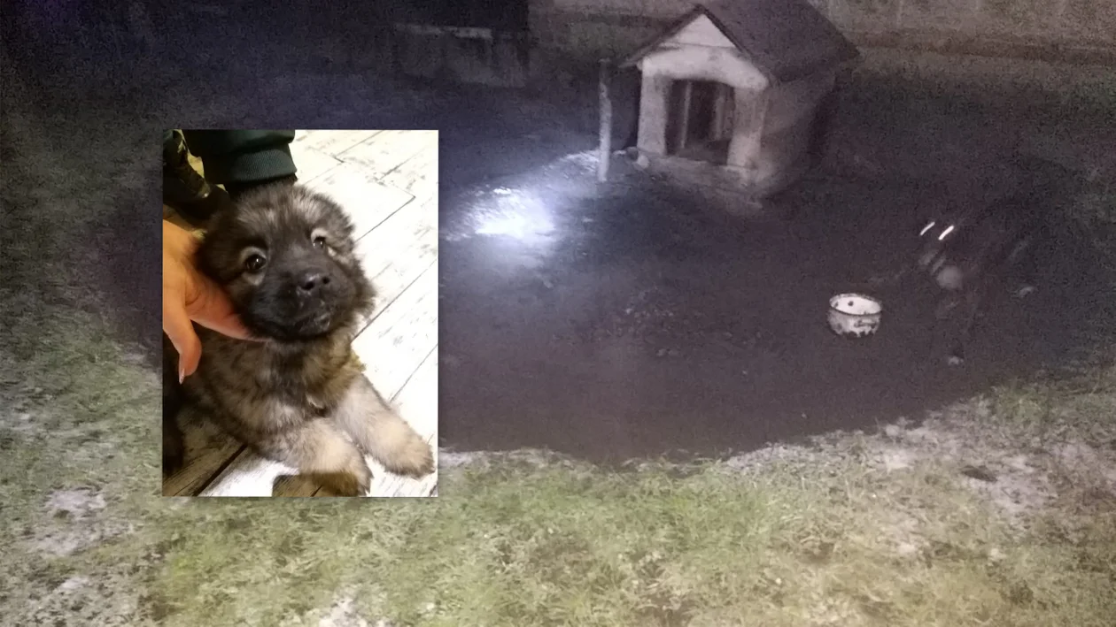 Pod Pakosławiem psy trzymane w fatalnych warunkach - Zdjęcie główne