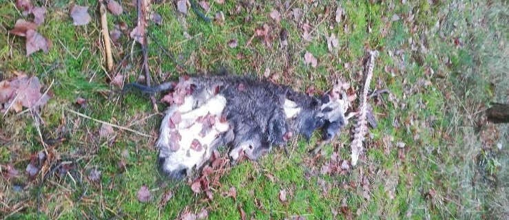 Kolejne szczątki zabitych zwierząt w lesie. Ktoś kłusuje? - Zdjęcie główne