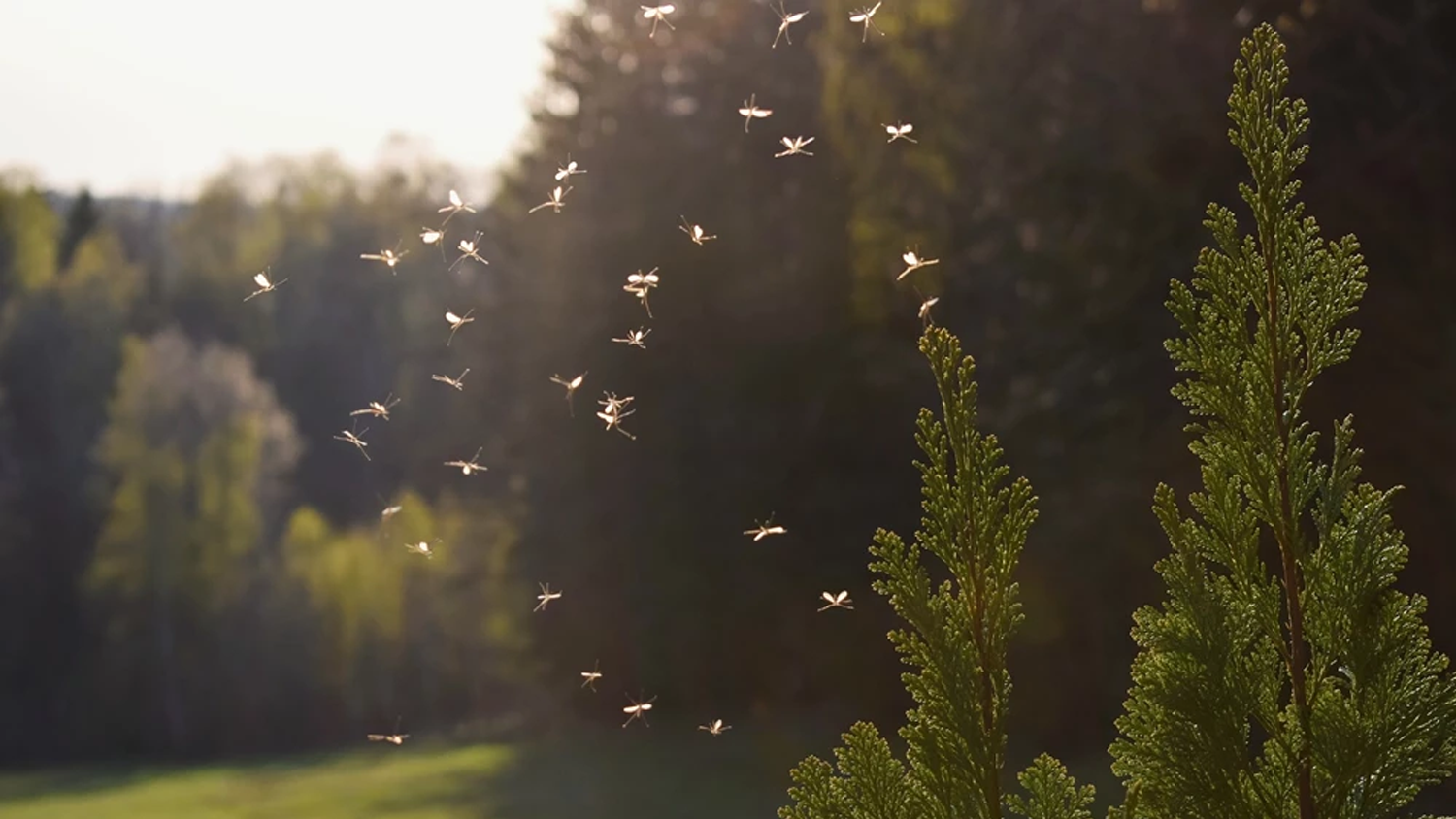 Plaga komarów w Rawiczu. Czy miasto zamierza przeprowadzić opryski?  - Zdjęcie główne