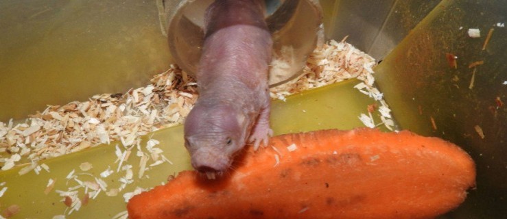 Matka wszystkich "terroryzuje" , zwłaszcza córki - Zdjęcie główne