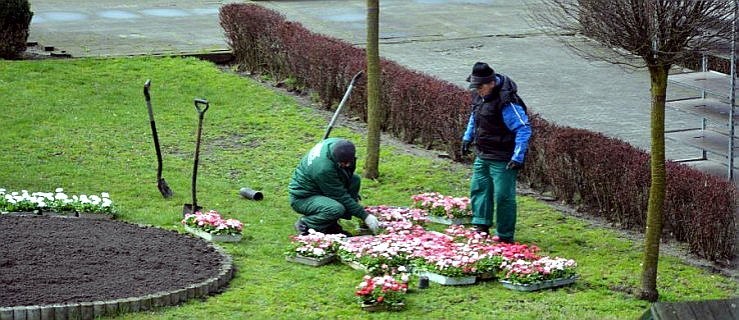W mieście sadzą kwiaty - Zdjęcie główne
