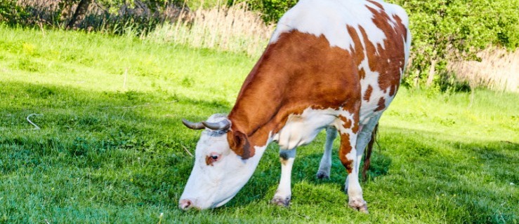 Zdziczała krowa z Jutrosina wałęsa się po gminie Koźmin - Zdjęcie główne