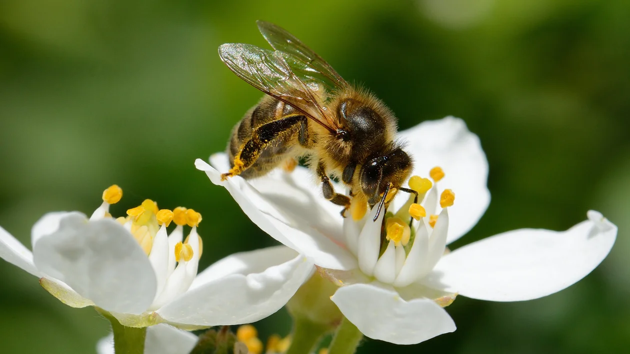 „Ratuję pszczoły z ARiMR". Konkurs plastyczny dla najmłodszych - Zdjęcie główne