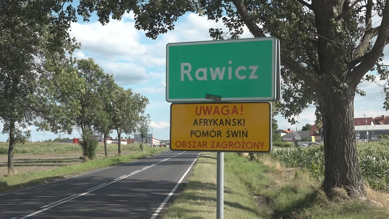 Powiat rawicki w nowej strefie ASF - Zdjęcie główne