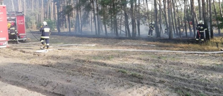 Strażacy gaszą pożar w lesie pod Rawiczem [AKTUALIZACJA] - Zdjęcie główne