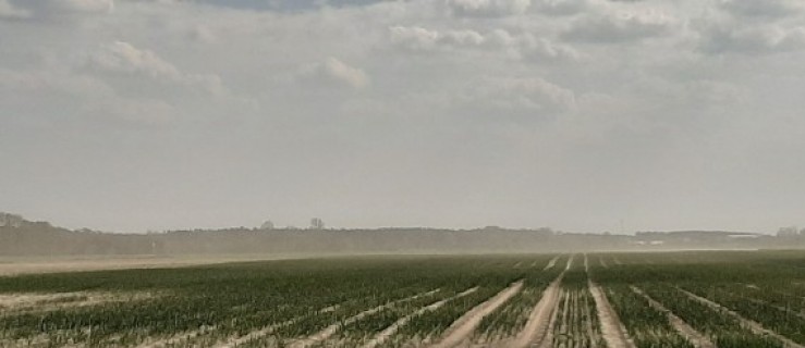 Rolnicy alarmują - susza i tragedia na polach  - Zdjęcie główne