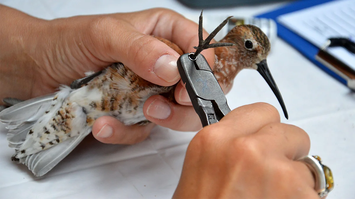 Ptakom zakłada się na nóżki lekkie, aluminiowe obrączki - Zdjęcie główne