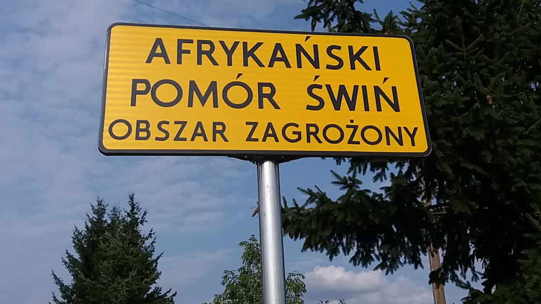 Afrykański Pomór Świń już w naszym powiecie. Zwołano sztab kryzysowy - Zdjęcie główne