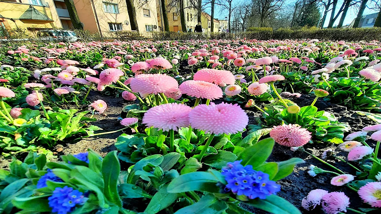 Rawicz rozkwita na wiosnę. Tysiące kwiatów na skwerach i trawnikach - Zdjęcie główne