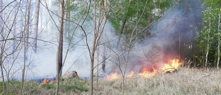 Pod Korzeńskiem palił się las i suche trawy. Pożar zauważył kierowca - Zdjęcie główne