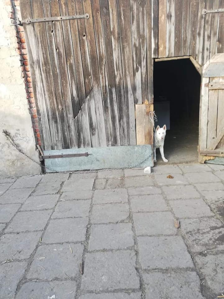 Psy huskie zostały odebrane właścicielowi