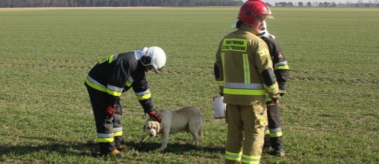 Poszukiwany właściciel psa znalezionego w okolicy Zmysłowa [FOTO] - Zdjęcie główne