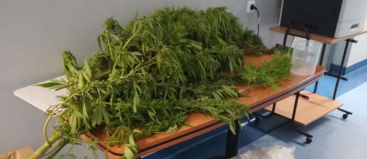 Uprawiał i suszył marihuanę. Grozi mu więzienie  - Zdjęcie główne