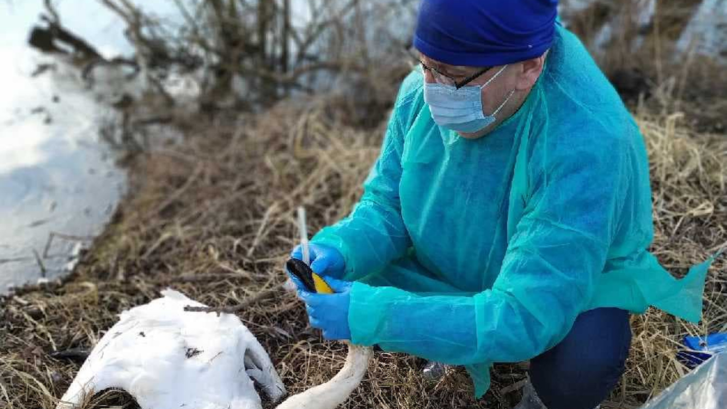 Ptasia grypa. Pierwszy przypadek w powiecie rawickim  - Zdjęcie główne