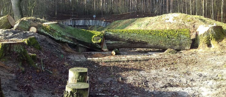 Porządki na strzelnicy. Dlaczego wycięto okazałego dęba? - Zdjęcie główne