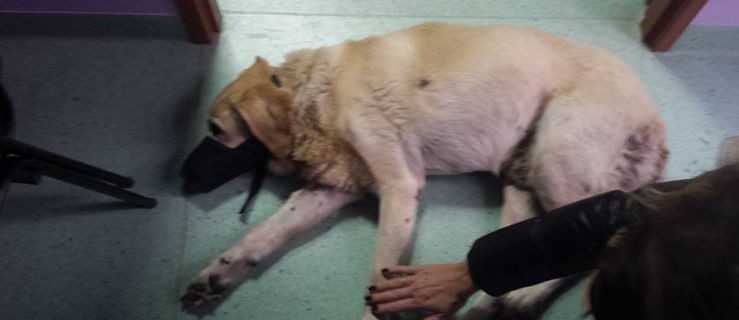 Skatowany pies trafił do weterynarza - Zdjęcie główne