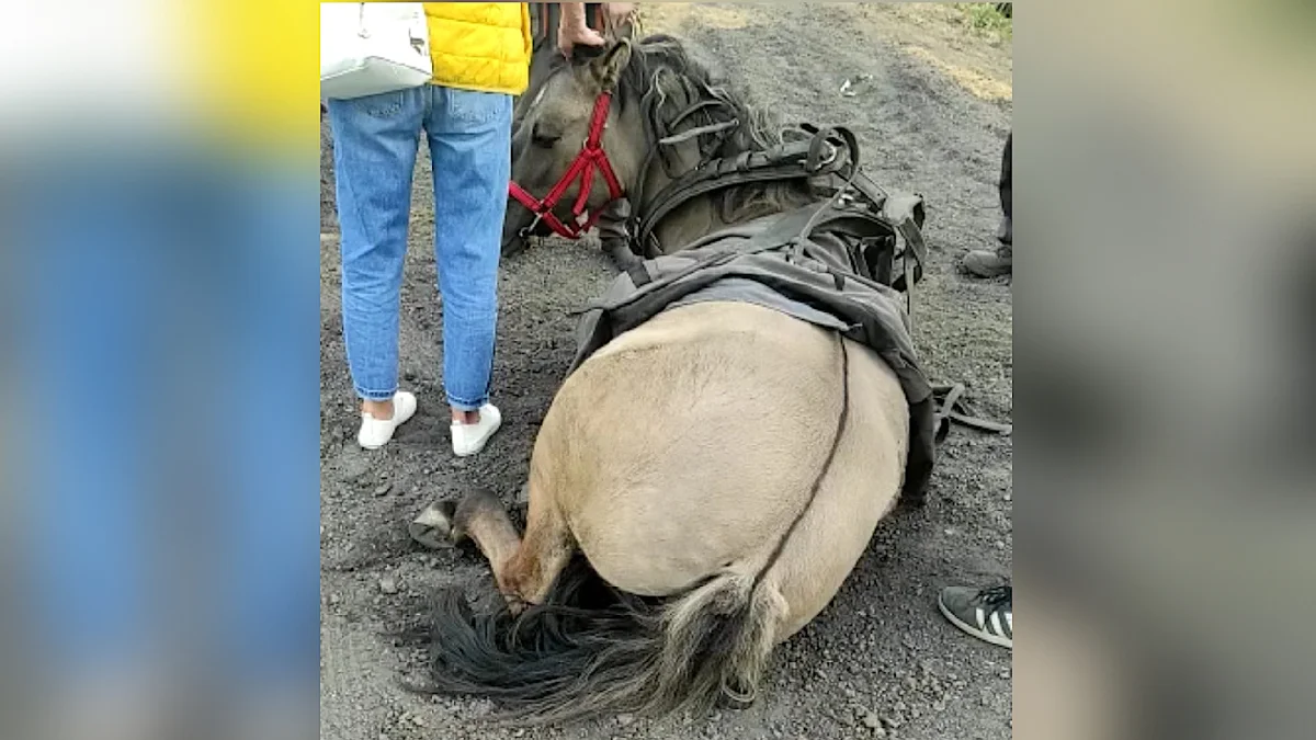 Interwencja Rawickiego Stowarzyszenia Opieki Nad Zwierzętami "Szansa" w Góreczkach Wielkich - Zdjęcie główne