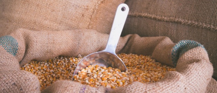 Kradzież nasion kukurydzy. Sprawcy usłyszeli zarzuty - Zdjęcie główne