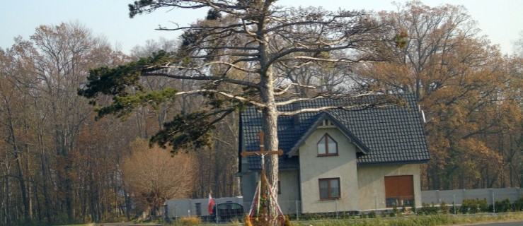 Gmina będzie ratować nadpalone drzewo?  - Zdjęcie główne