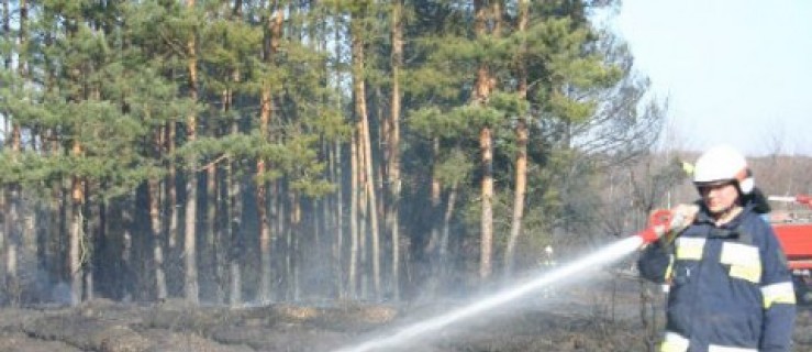 Jutrosin. Spłonęły dwa hektary lasu - Zdjęcie główne