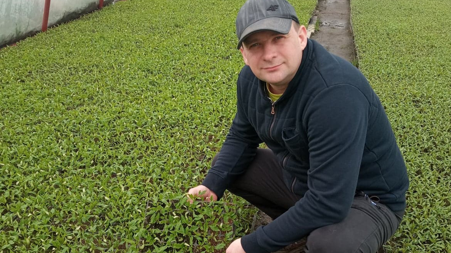 Plantatorzy posiali kilkaset tysięcy pomidorów - Zdjęcie główne