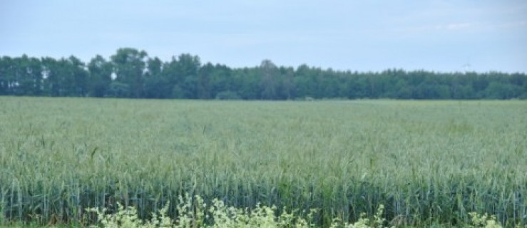 KRiR chce zwolnienia z podatku rolnego - Zdjęcie główne