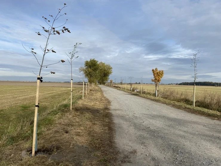 Gmina Pakosław posadziła 95 drzew miododajnych  - Zdjęcie główne