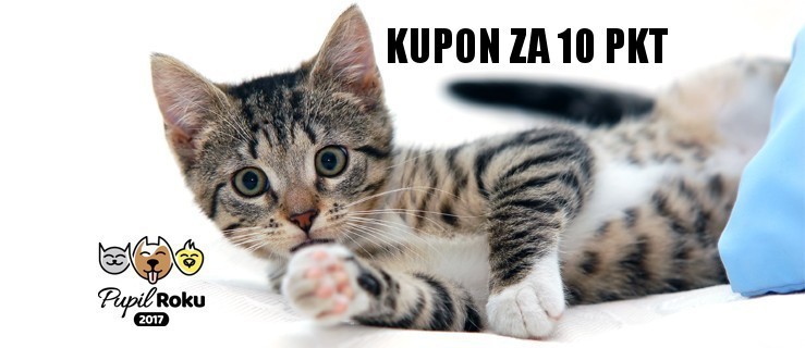 PUPIL ROKU 2017. Okazja! Jutro w gazecie kupon za 10 pkt - Zdjęcie główne