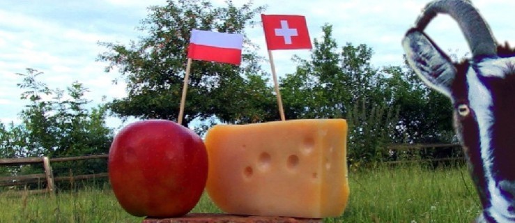 Polskie jabłko vs szwajcarski ser. Typuje koza Sybilla - Zdjęcie główne