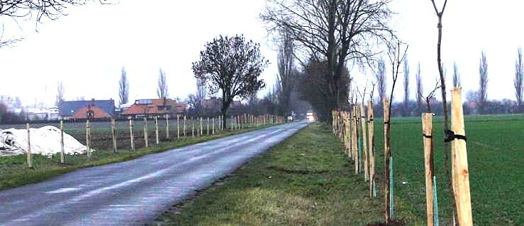 Posadzili prawie 300 drzew przy drogach powiatowych - Zdjęcie główne