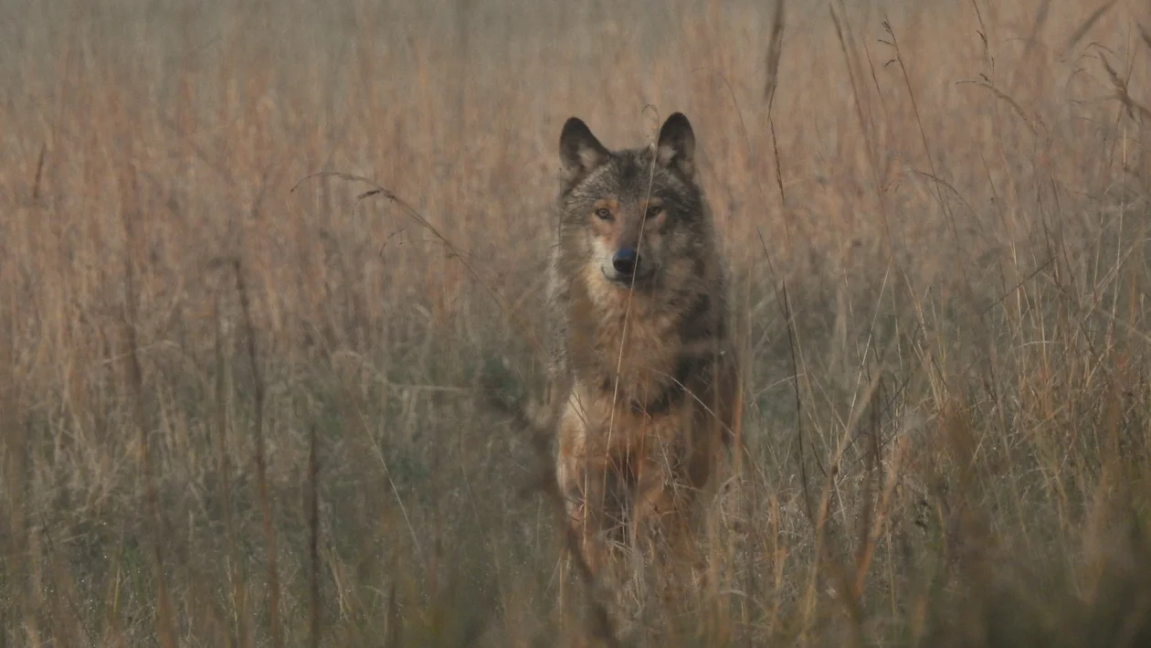 Na terenie powiatu rawickiego zauważono wilki. Czy należy się ich bać? [FILM] - Zdjęcie główne