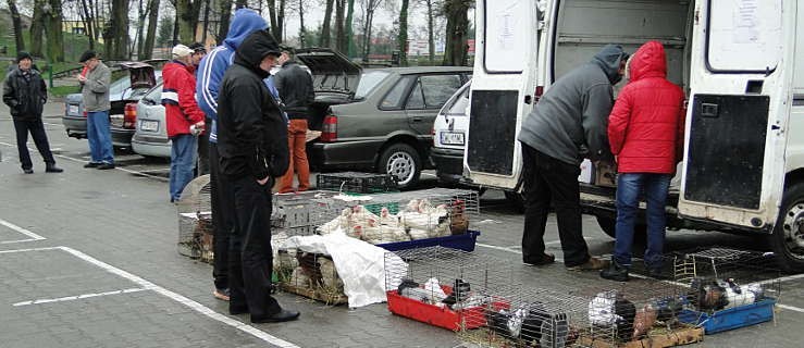 Targ hodowców drobnego inwentarza w Rawiczu [FILM] - Zdjęcie główne