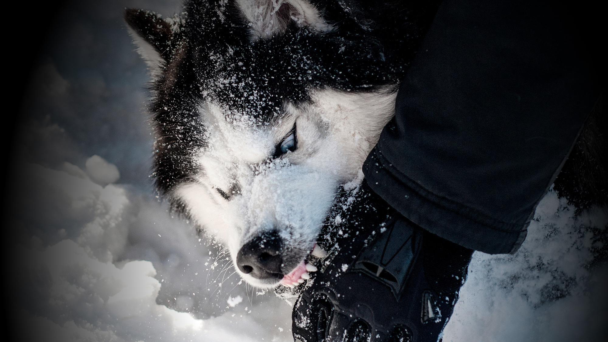 Jutrosin. Dwa tygodnie temu psy husky pogryzły kobietę. Teraz znów zaatakowały - Zdjęcie główne