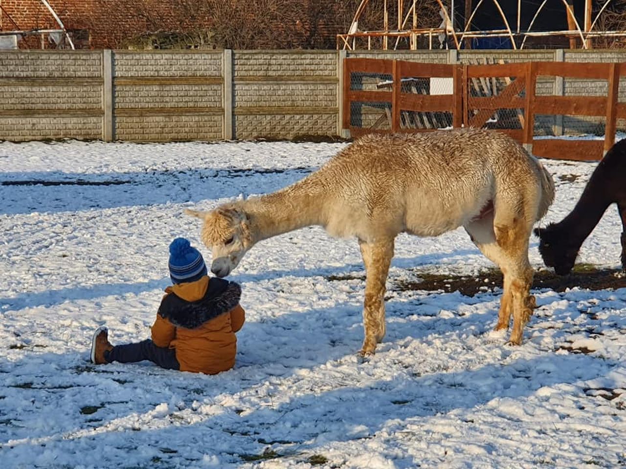  Dominikanki z Broniszewic modernizują farmę dla chłopaków !  - Zdjęcie główne