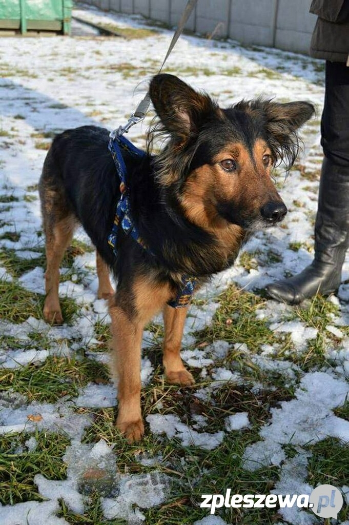 Czyje pieski? - Zdjęcie główne