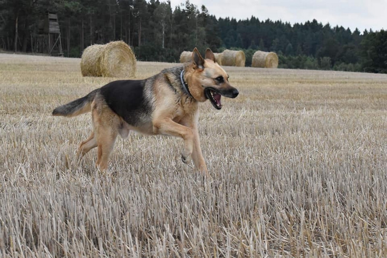 fado - Zdjęcie główne