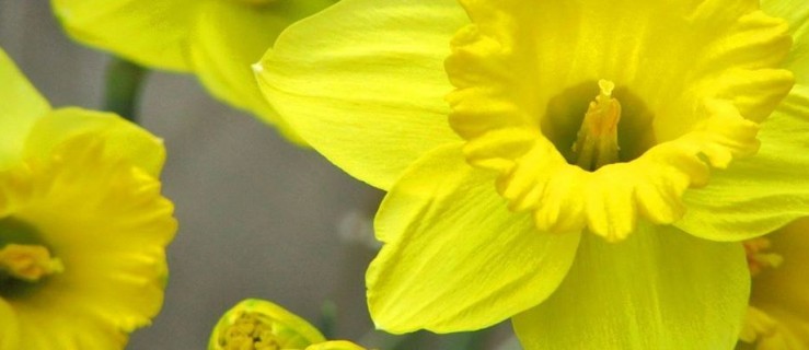 77. rocznica powstania w getcie warszawskim [WIDEO] - Zdjęcie główne