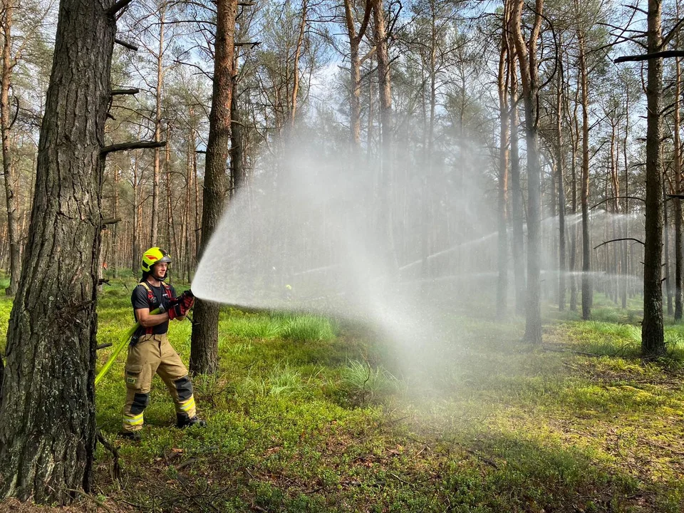 Las 2022. Wielkie manewry strażaków w powiecie pleszewskim [ZDJĘCIA] - Zdjęcie główne