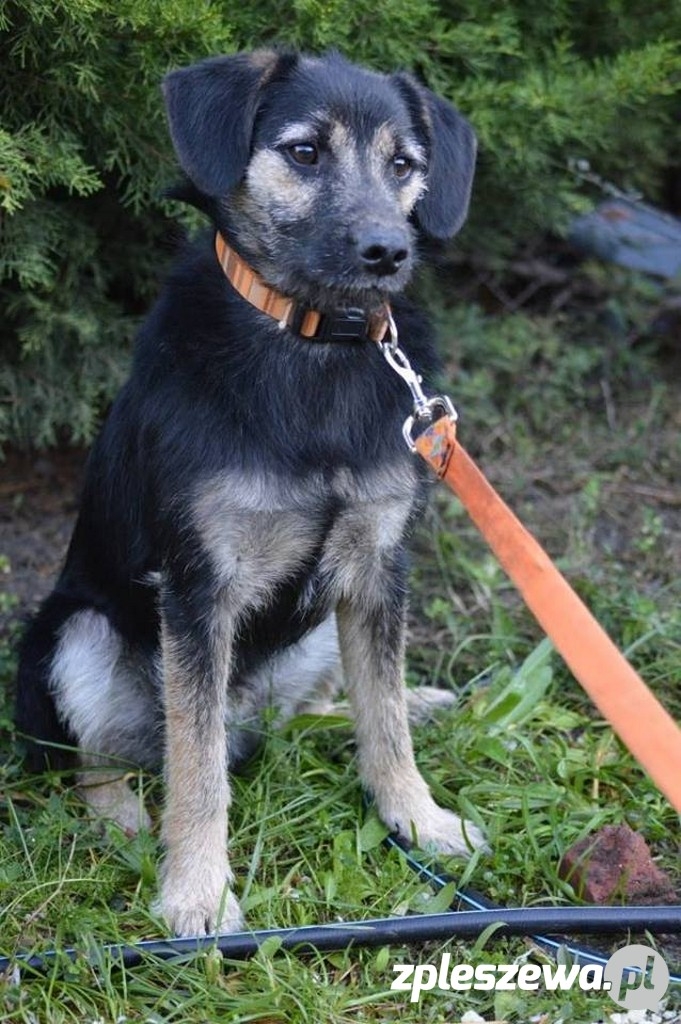 Pieski do adopcji  - Zdjęcie główne