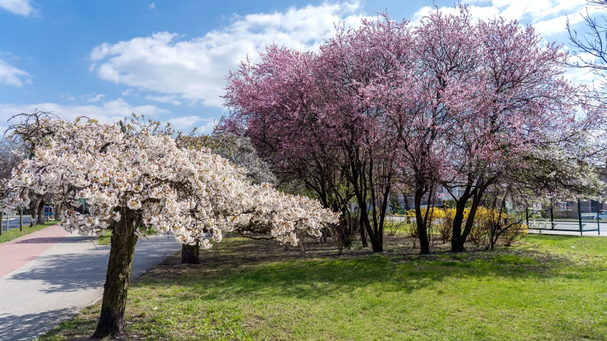 Dzień dobry Pleszew! Dziś wtorek, 14 kwietnia 2026 roku