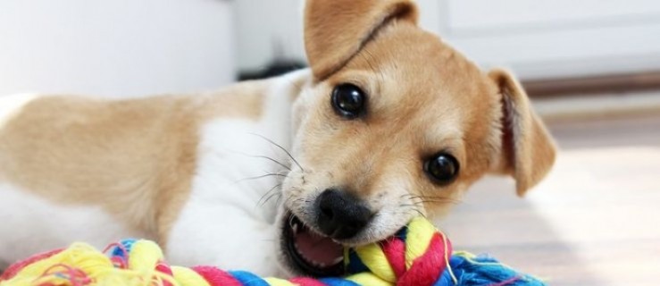 Nie porzucajcie zwierząt! One nie przenoszą wirusa! - Zdjęcie główne